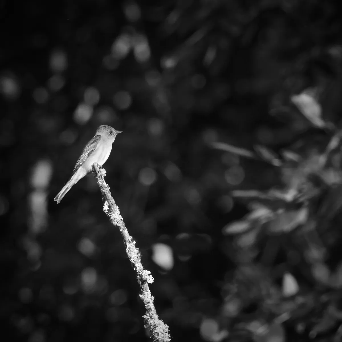 western wood peewee on a dead vertical branch at the top, looking to the right. mostly grey bird with flycatcher shape. black and white
