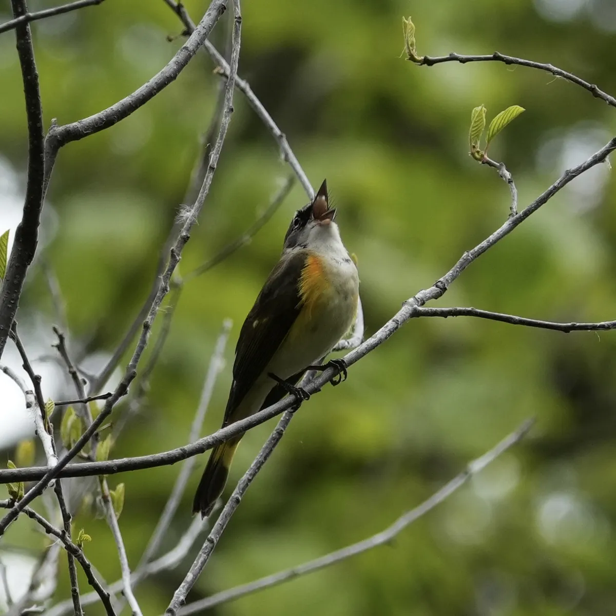 An American Redstart on a thin branch singing with a wide beak and whiskers pointed to the sky. This bird has a white front with reddish-orange feathers at its wing pits with darker wings and a yellow band on its tail.