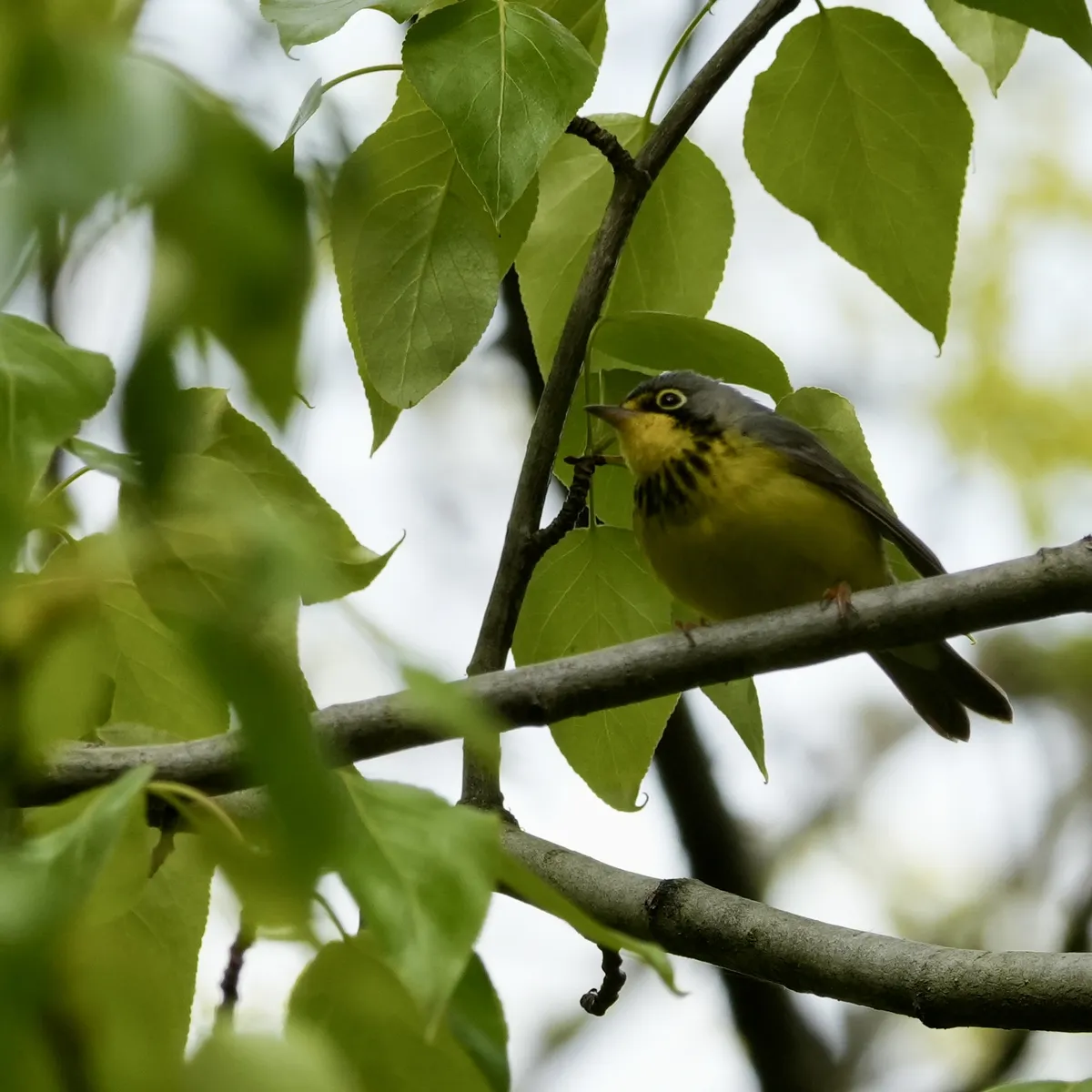 A Canada Warbler with a yellow front and black beaded feathered necklace pattern. The little eye has a white ring around it and the bird faces to the left with a