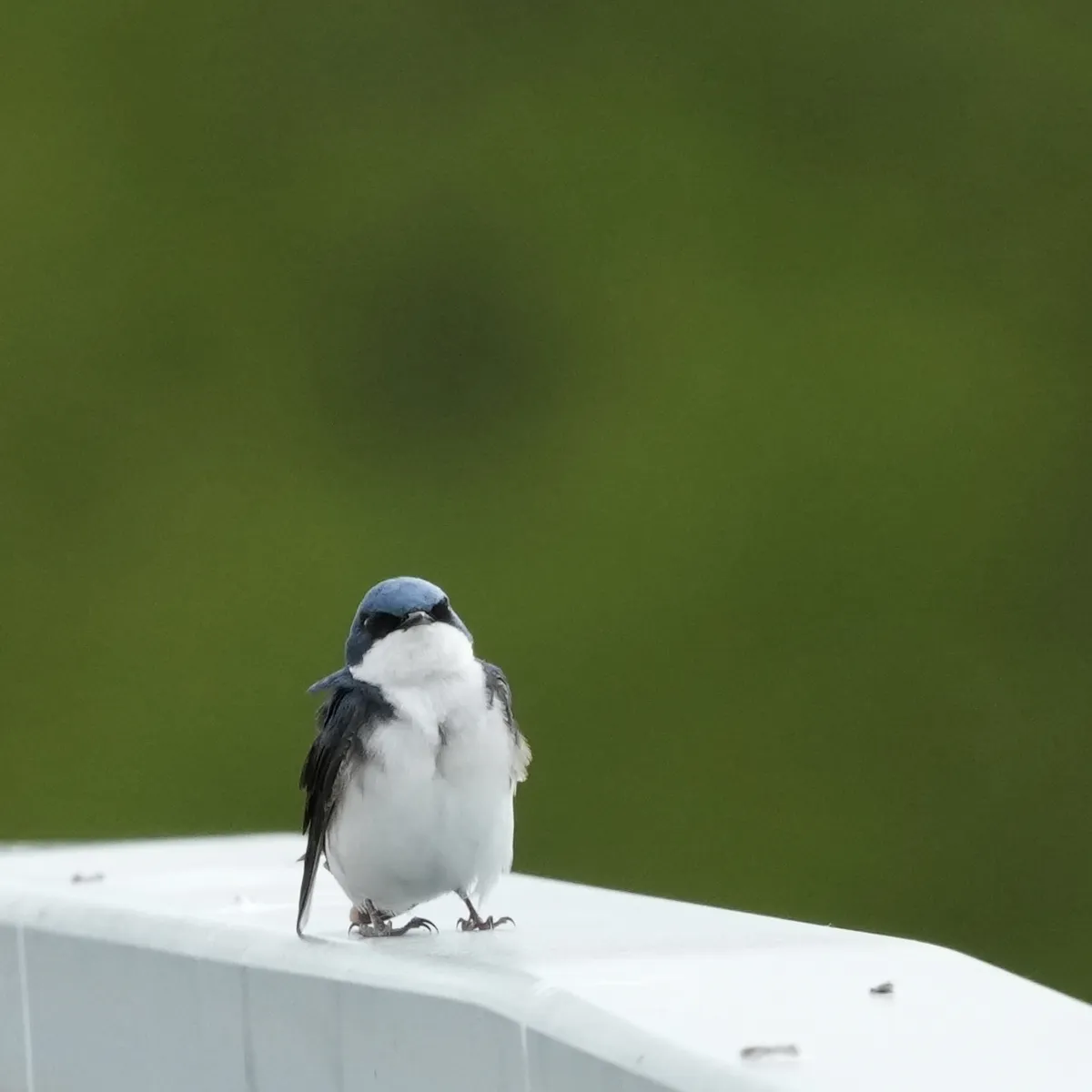 Violet green swallow standing on a grey surface looking like a small penguin with feet small and stance.
