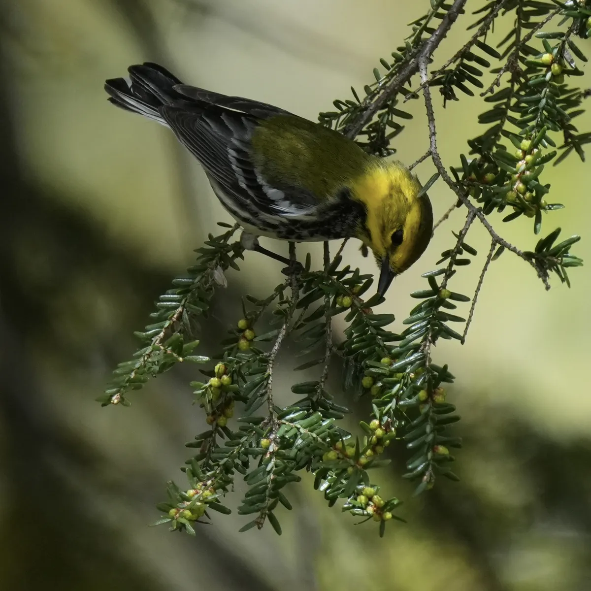A black-throated green warbler from the side with a little light breaking through. This bird has a yellow face, green on the back and striping in black and white on the sides. The beak is delicately touching the short needles of a conifer (maybe a balsam fir). The bird is possibly in deep thought.