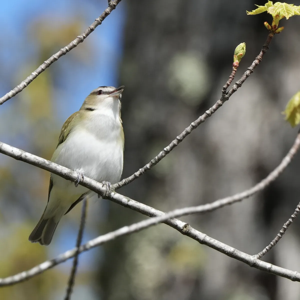 A red eye vireo with a snow-white breast sits on a thin branch with its beak slightly open almost in a smile. The red eye on the left is visible with a black stripe through the feathers around the eye. This bird is poofed at the base - sitting down- who needs to perch anyway?