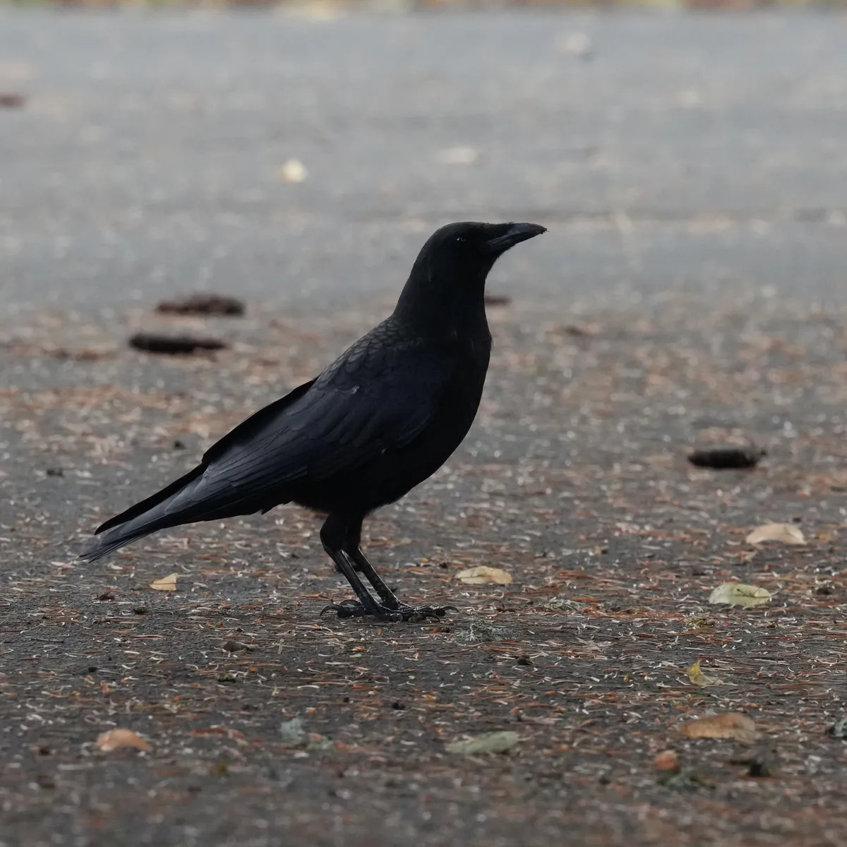 Crow in the street looking right with some leaves on the ground