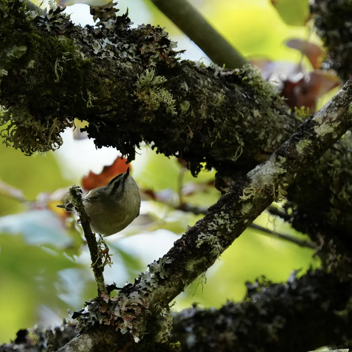 Yellow-crowned kinglet on a mossy branch in the shadows looking up.