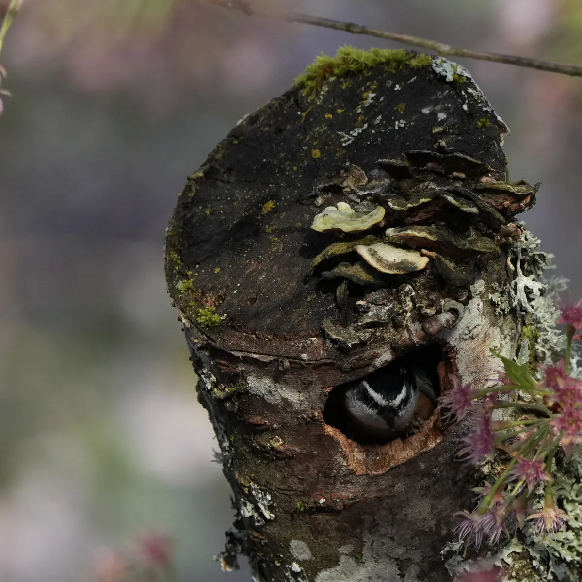 A closer image of the nuthatch peeking from the hole in the blooming tree.