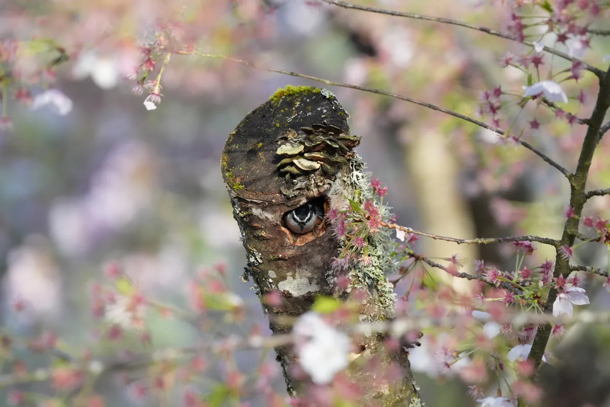 A Red-Breasted Nuthatch peaking out of a hole in a blooming cherry tree with fungus on the previous cut branch and hole below.