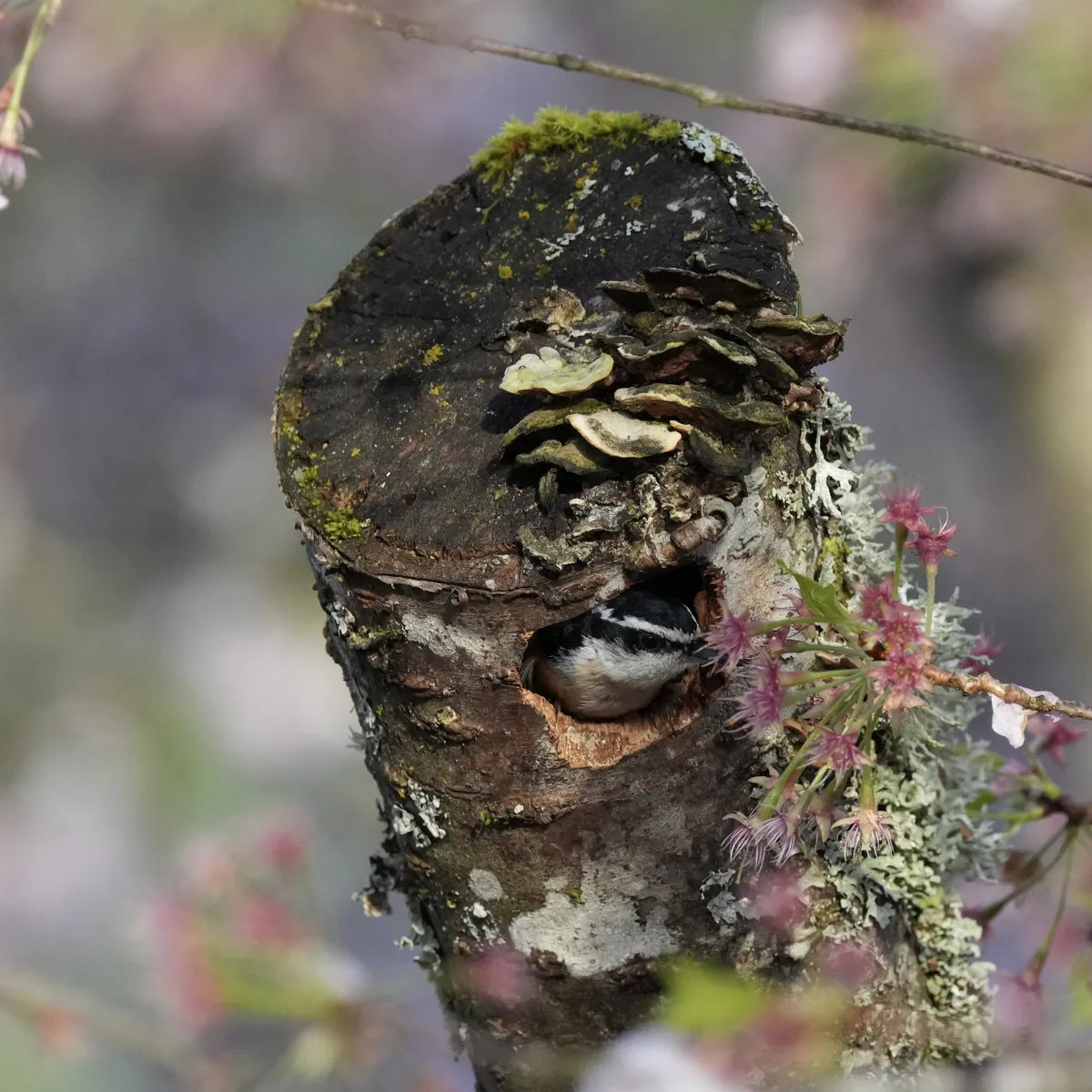 A nuthatch tasting pink cherry blossoms while peeking out of the hole in a tree.