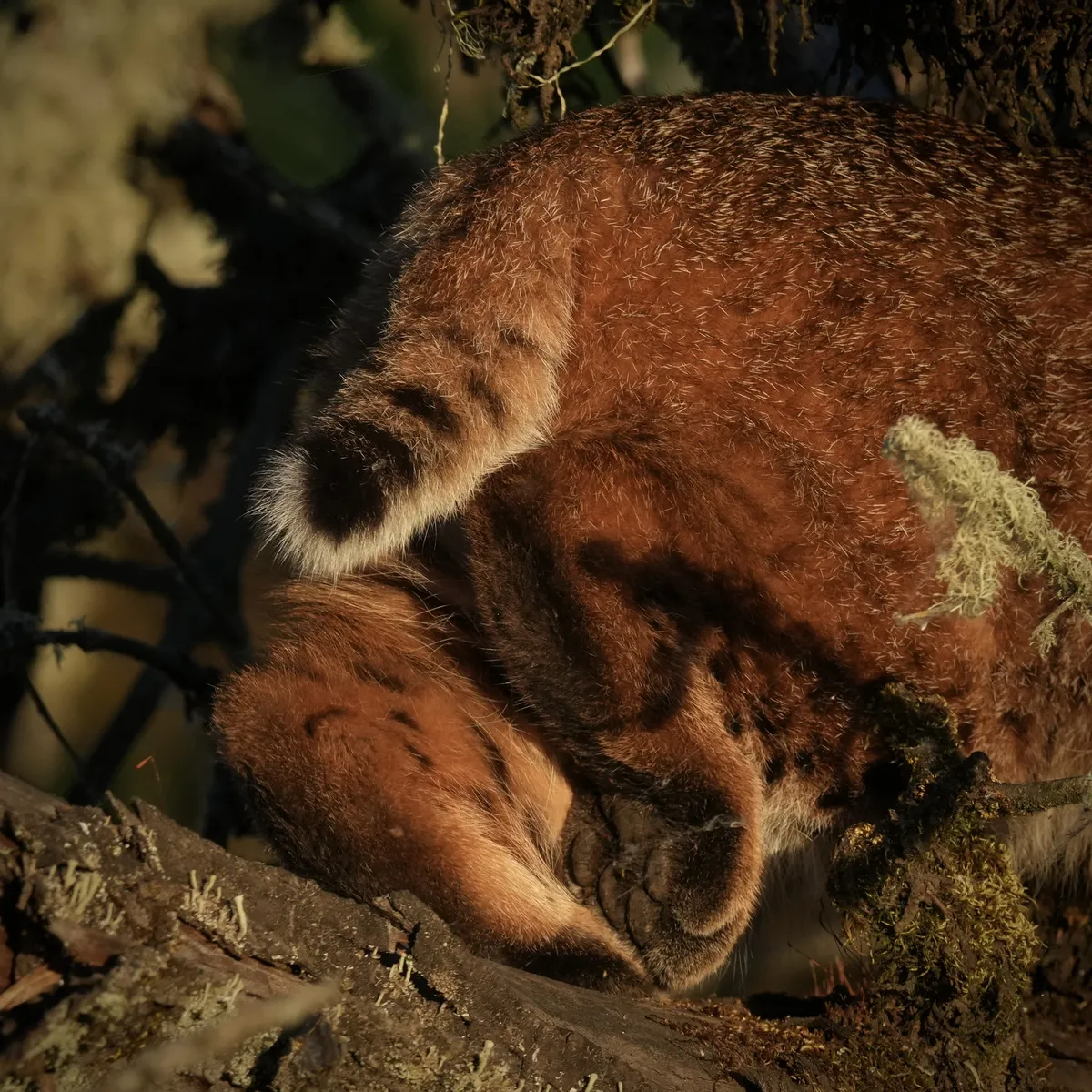 bobcat tail and back foot showing toe beans