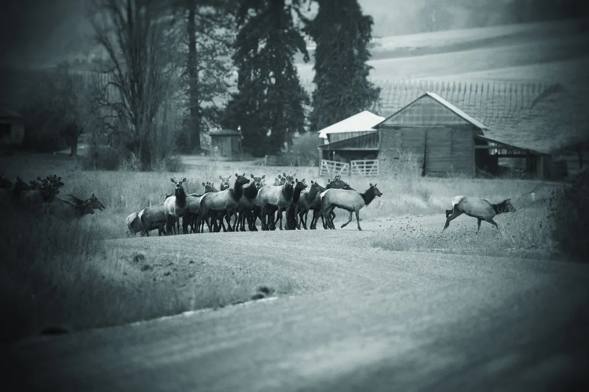 Elk crossing the road looking at the camera - noir vignette and color.