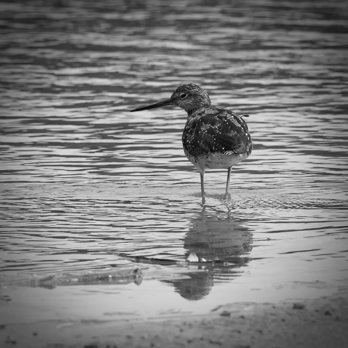greater yellowlegs in the water looking over her shoulder
