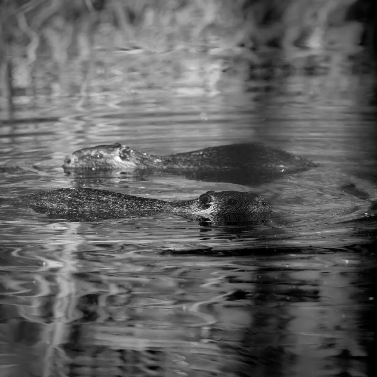 two nutria in a clockwise spiral in the water from the side. black and white