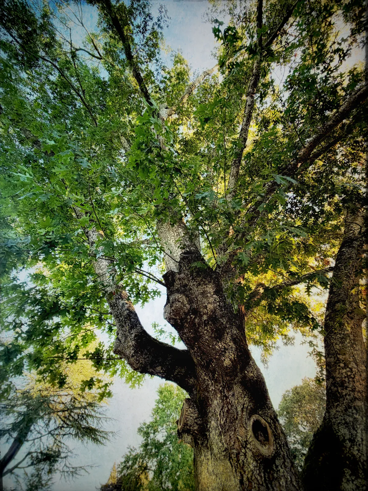 A red oak from an angle looking up with green foliage, pointed leaves and bark with light and dark areas of moss.