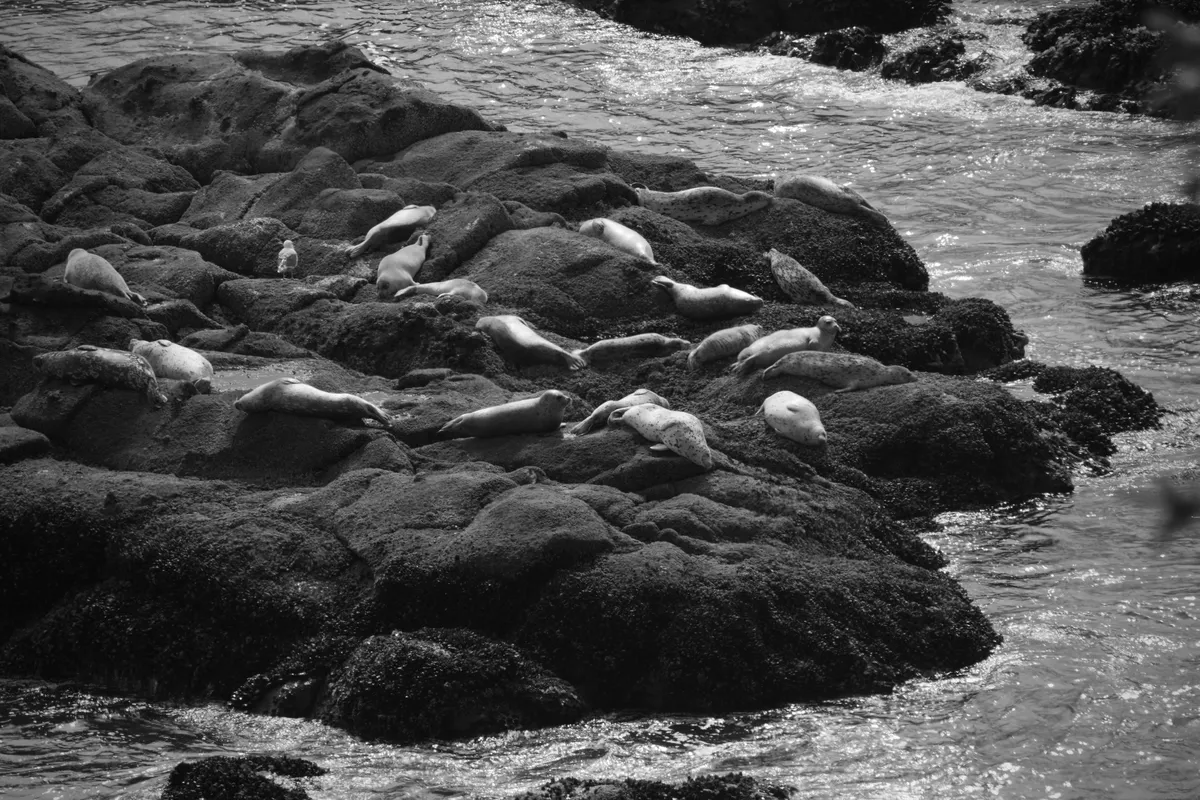 seals, including young ones, on the rocks in the ocean