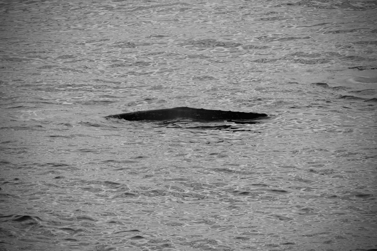a grey whale back coming to the surface of the water