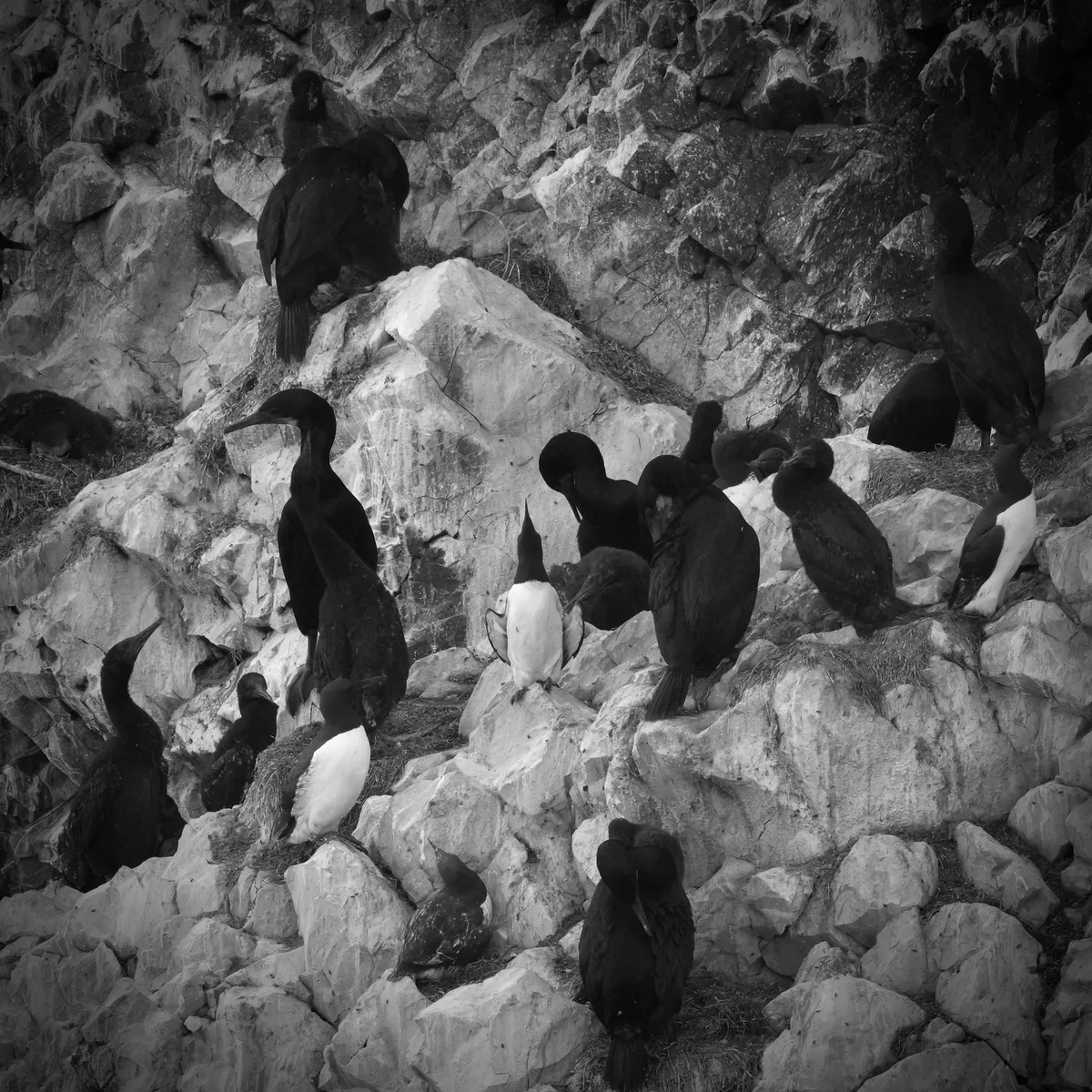 common murre in a bold pose with beak up in a sea of cormorants