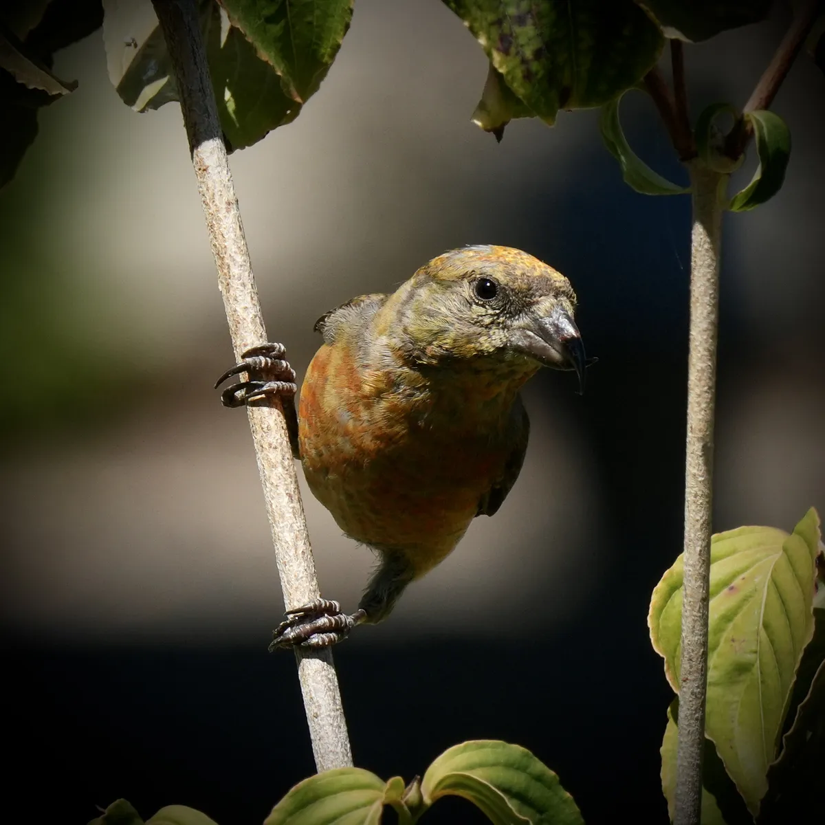 Close up of a Red Crossbill with first-year mixed yellow and red coloring on a dogwood branch looking at the camera with feet vertical on the branch, beak in shadow and eye and body in the light.