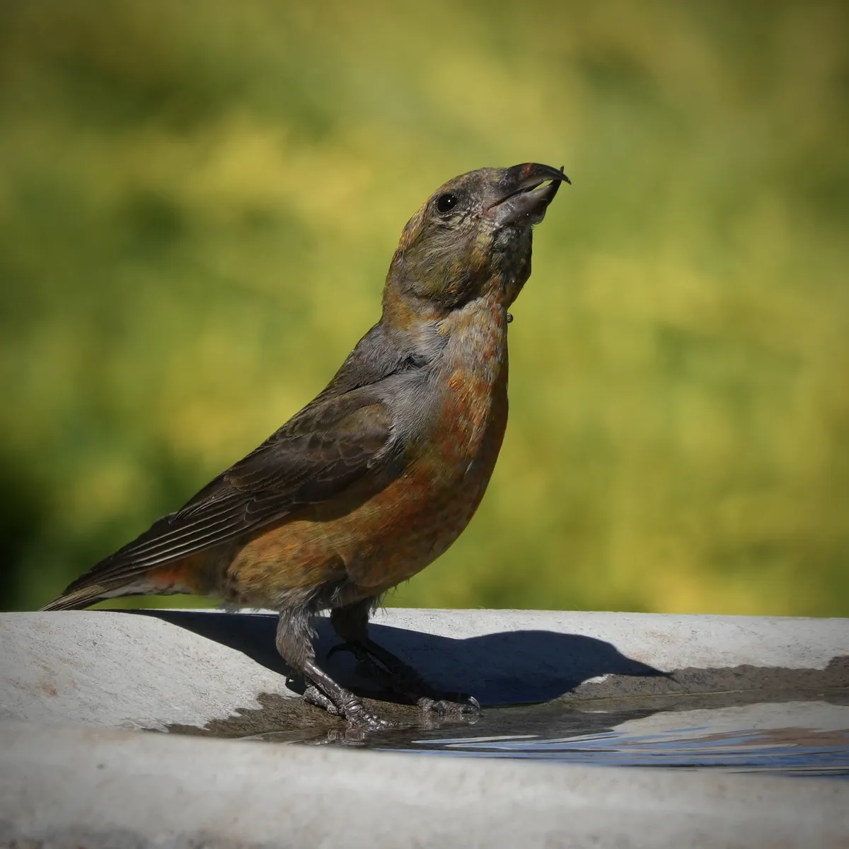 Red Crossbill on the edge of a bird bath with his beak pointing up and to the right, full of water with a pronounced cross where the top beak is over, and the bottom is under and to the side of the top. The coloring is a first-year coloring mix of reds and oranges and browns with stark shadows in the bath and a green background. A bead of water sits on his beak and neck, and his eye catches the sun.