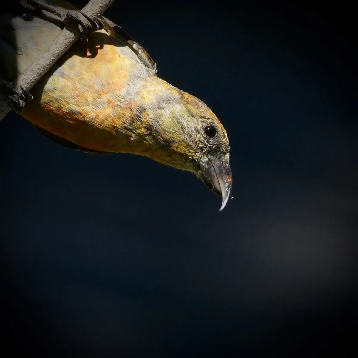 Juvenile Red Crossbill diagonal from the top left corner leaning toward the center looking at the camera.