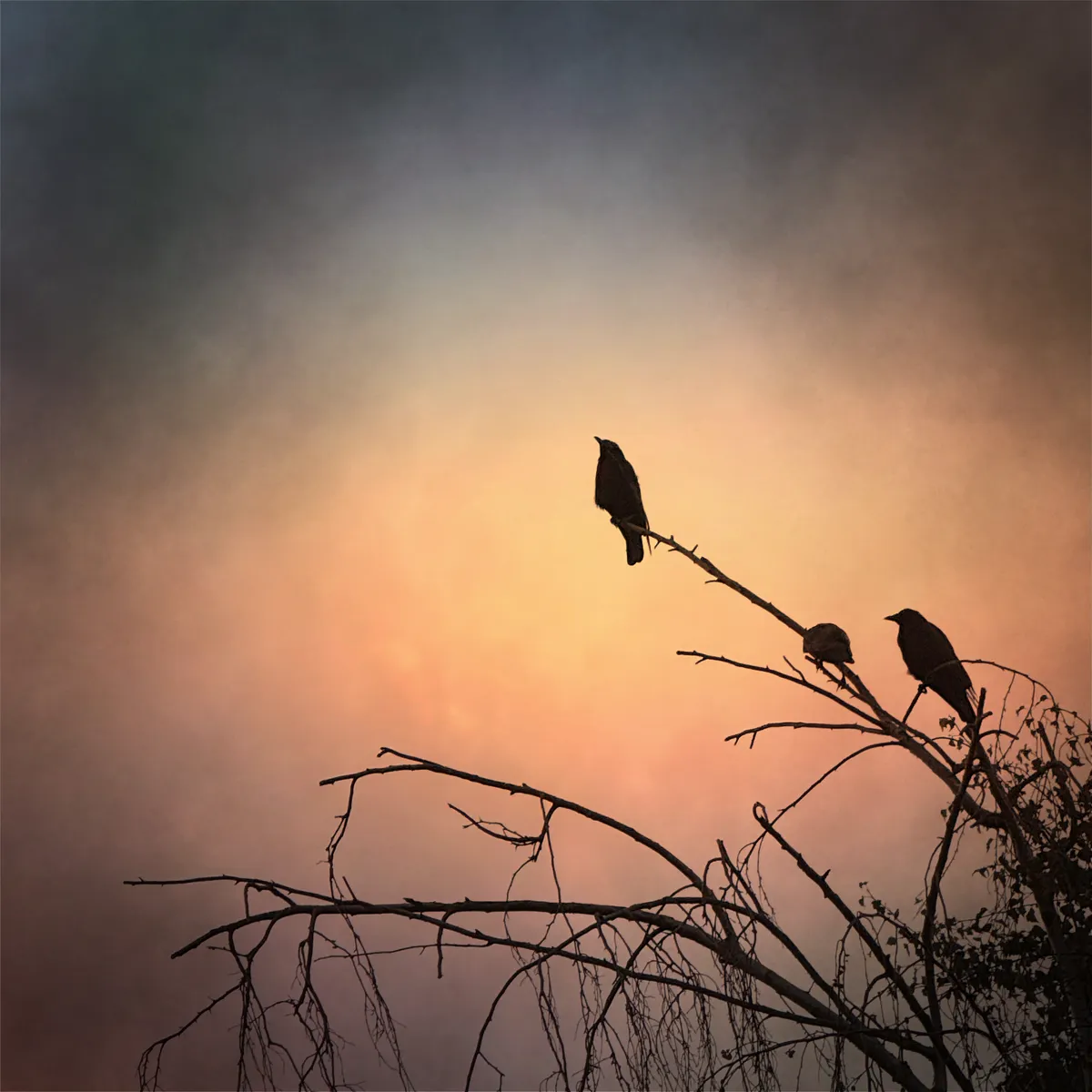The silhouette of a crow sits against a yellow, salmon, and purple sky with two other crows to the side. The crow faces to the left and up and the tree appears to be birch-like and is also silhouetted. The image is vignetted and has a cloudy texture. 