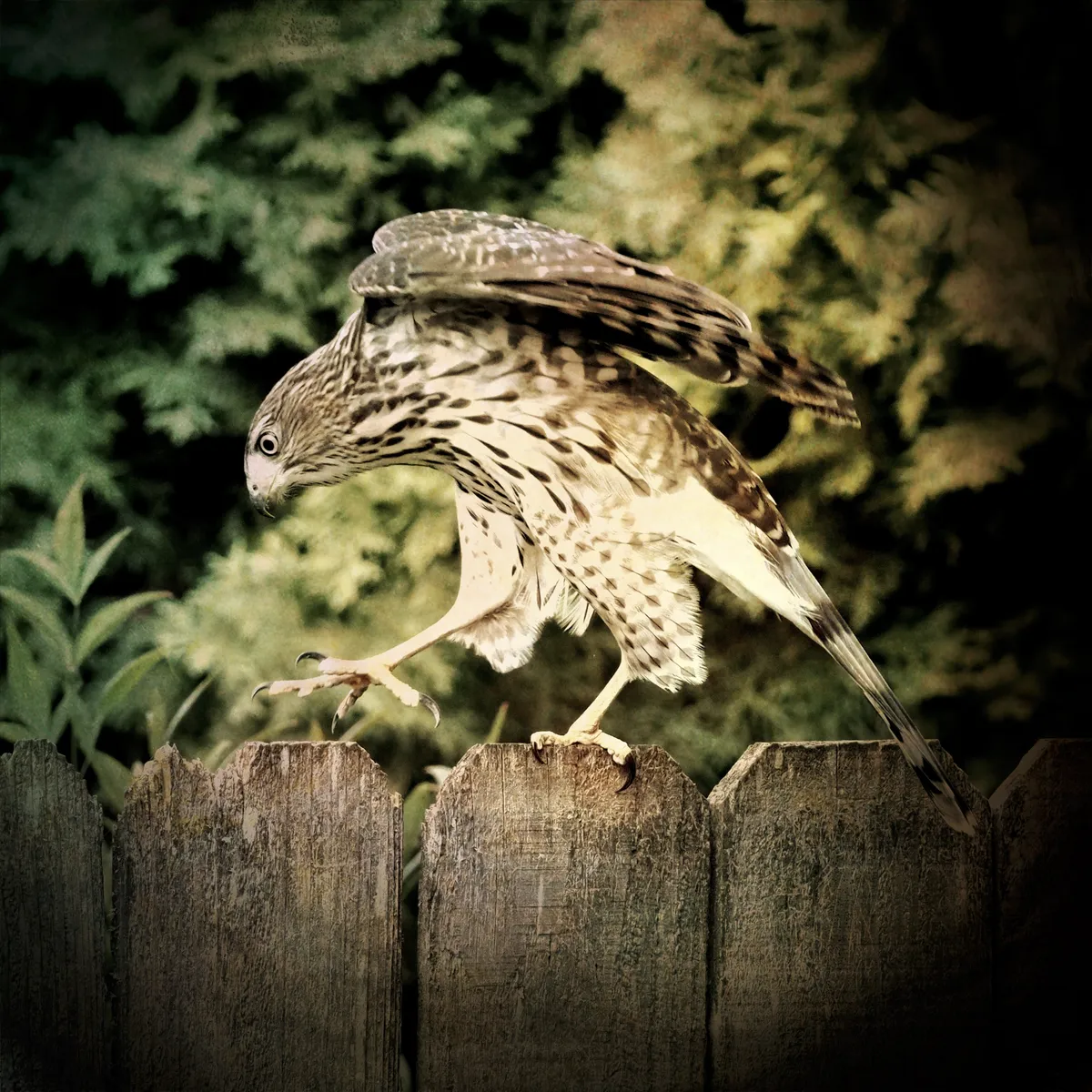 A Cooper's hawk walking on a wooden fence in a funny way with long legs.