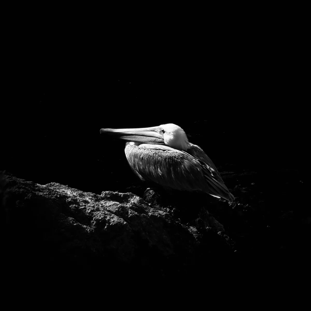 black and white image of a brown pelican resting on a rock with dramatic lighting