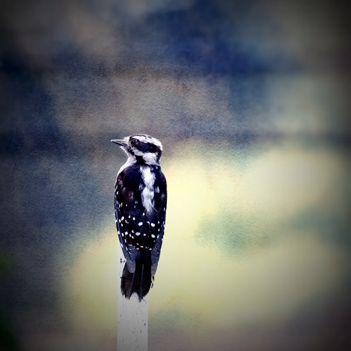 Downy woodpecker on a piece of wood looking left with a watercolor-like background. 