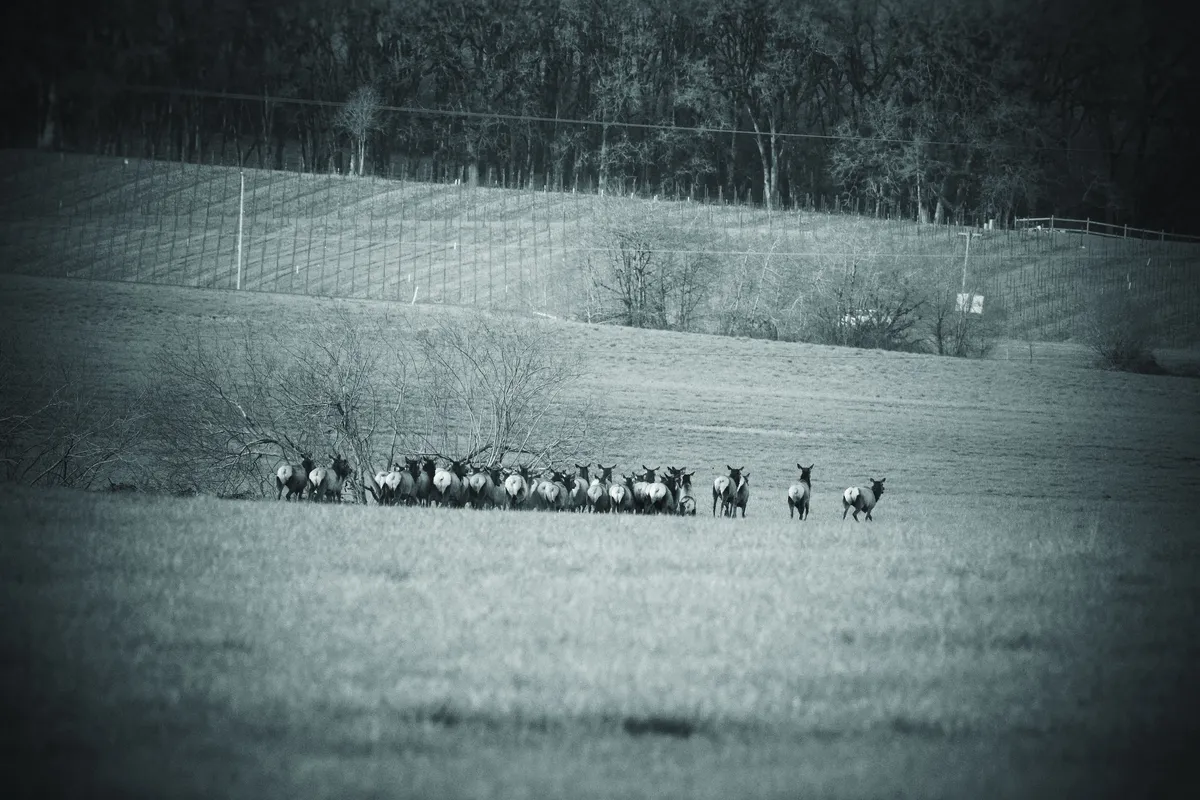Elk in the distance running over a hill - noir vignette and color.