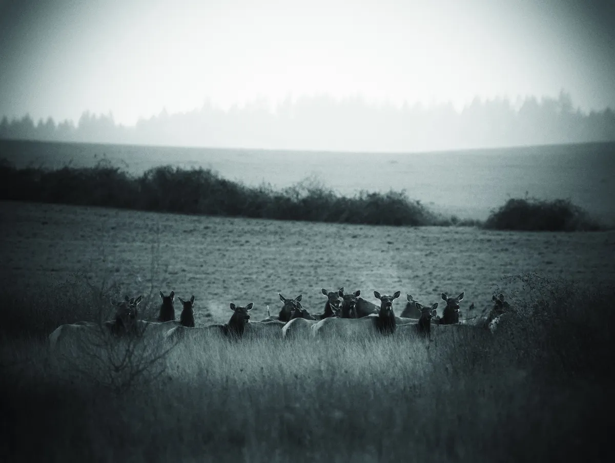Elk in a field looking at the camera with breath visible. Noir vignette and color.