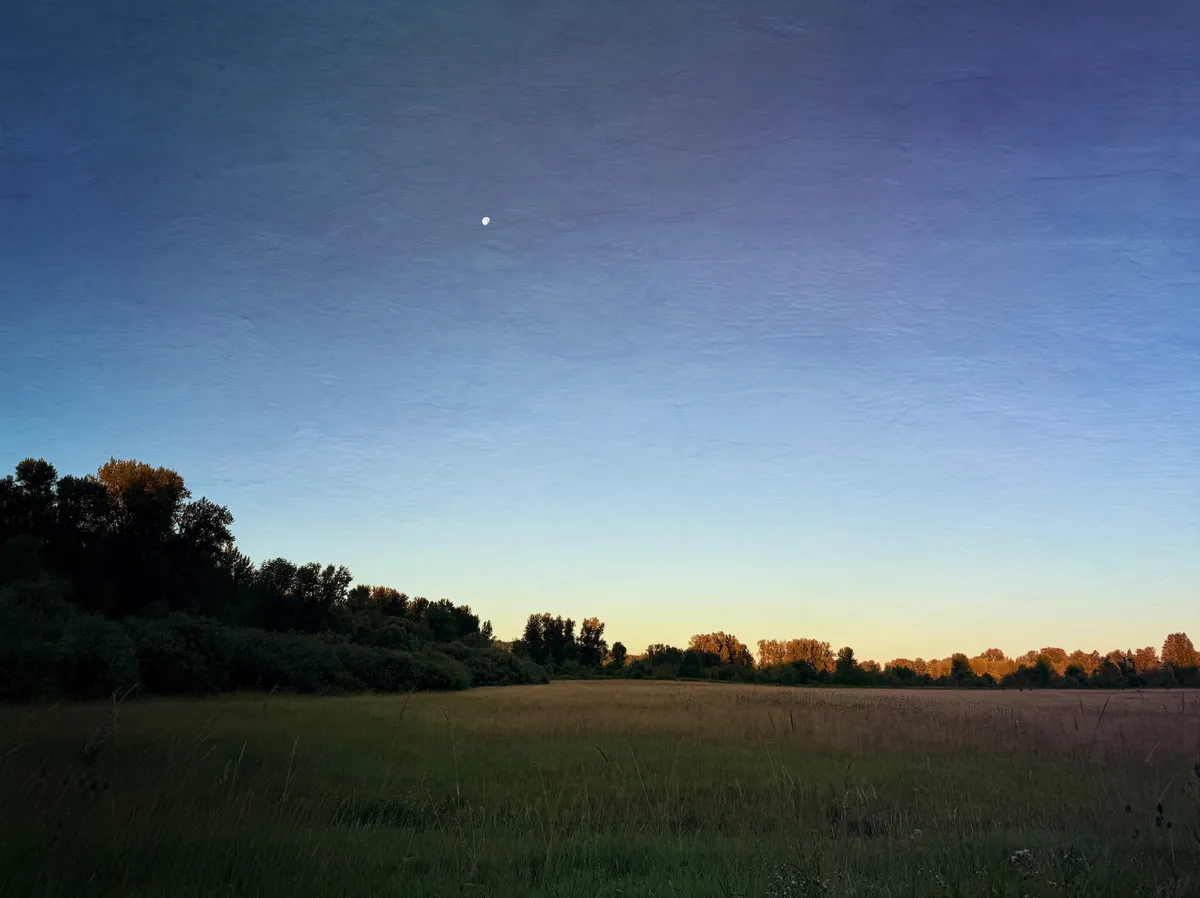 meadow before sunrise under the moon