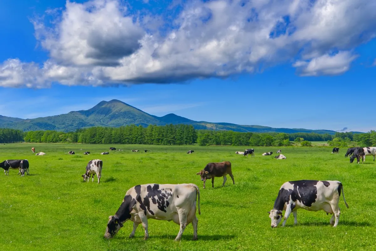 cows