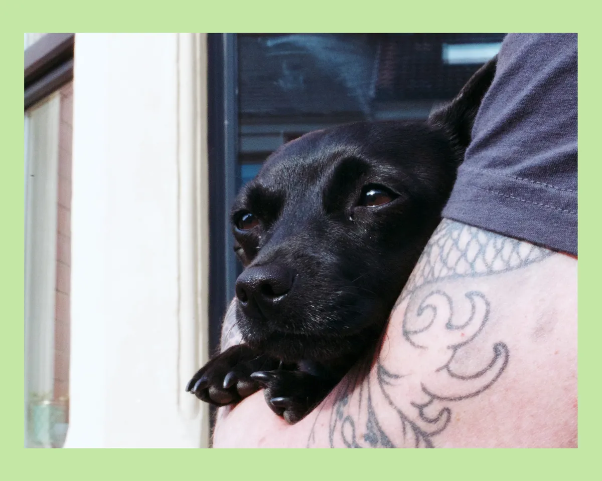 A dog