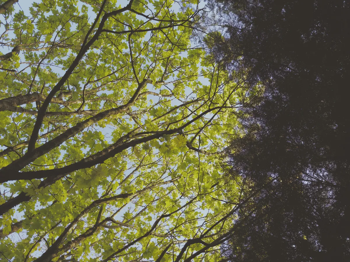 #1 Darkness To Lime Green Spring Light