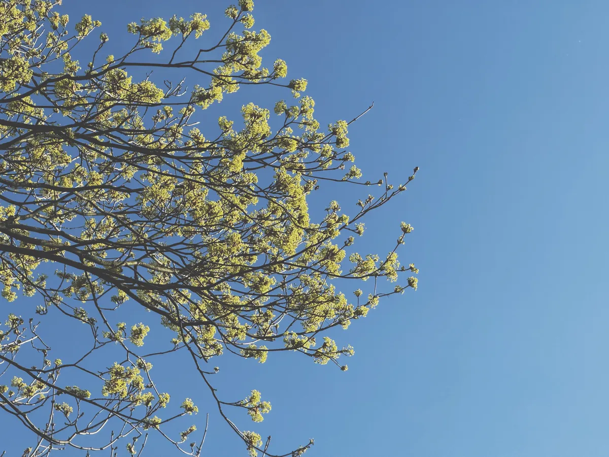 #2 New Leaves Chasing The Spring Sun