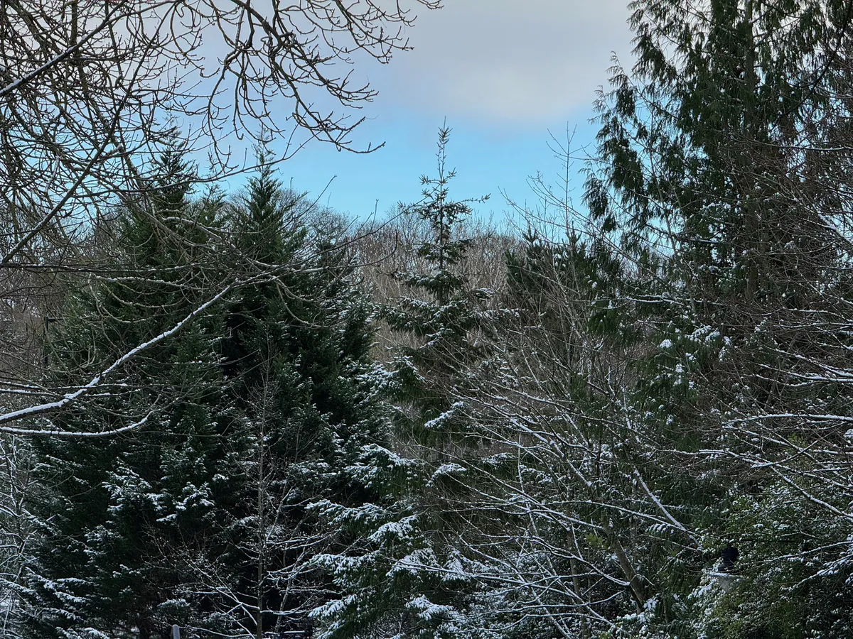 2024A01-46-1 Snow Lined Trees