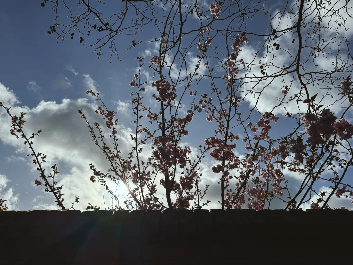 #5 Dawn Of Spring Light