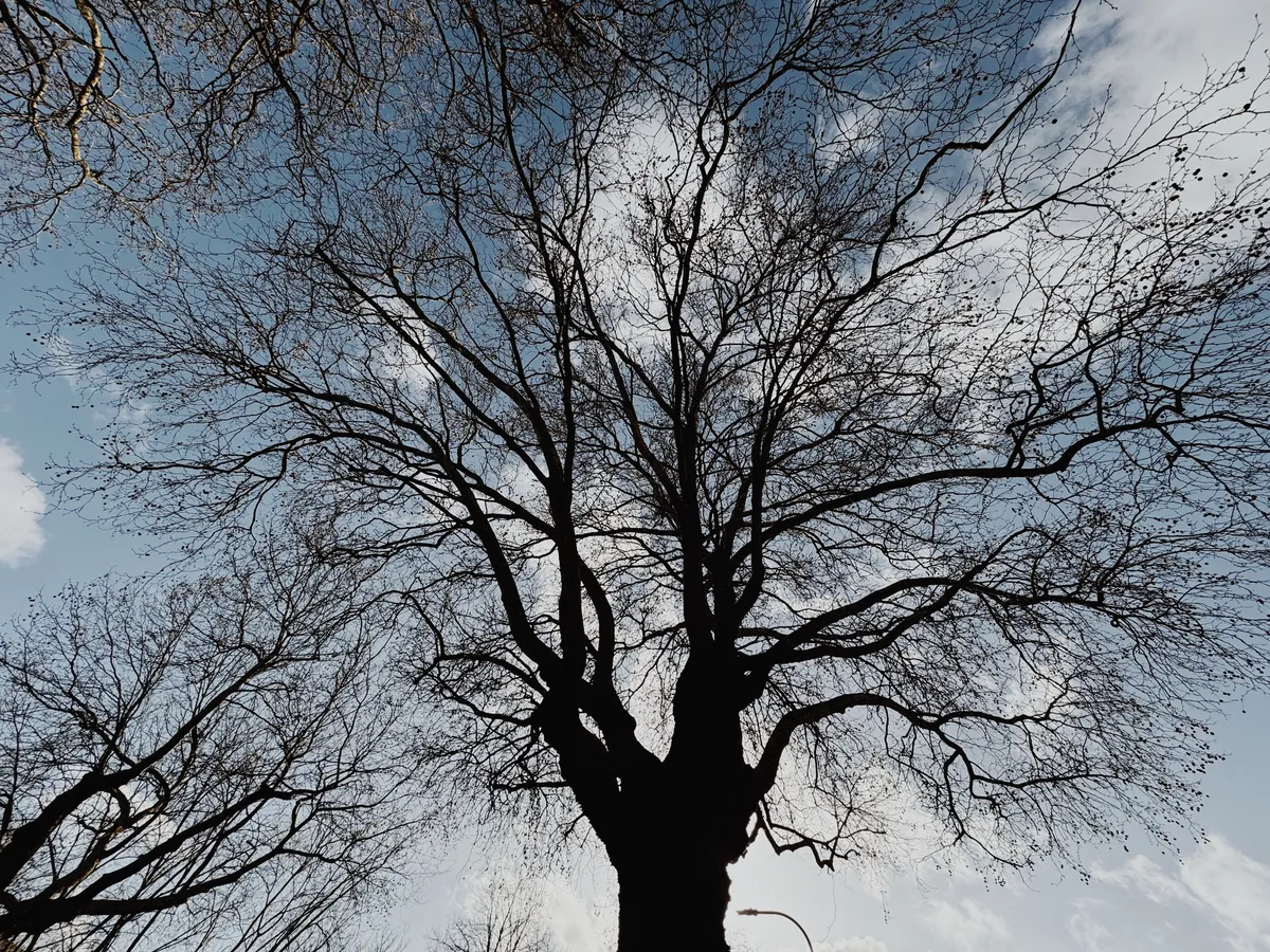 #6 Majestic Tree By A Road