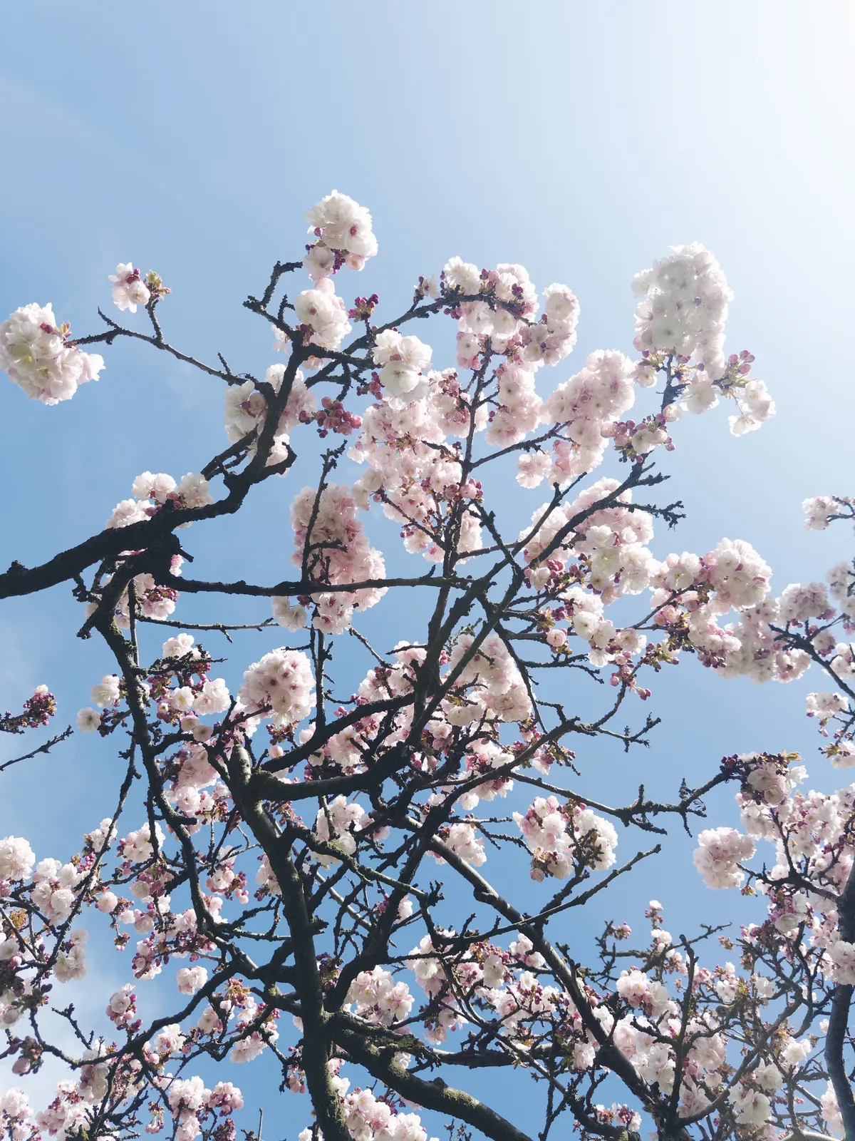 #8 Pink Blossoms On A Crisp Spring Day