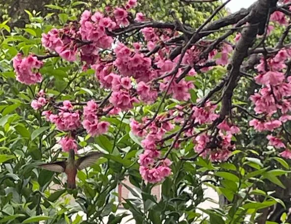 Colibri