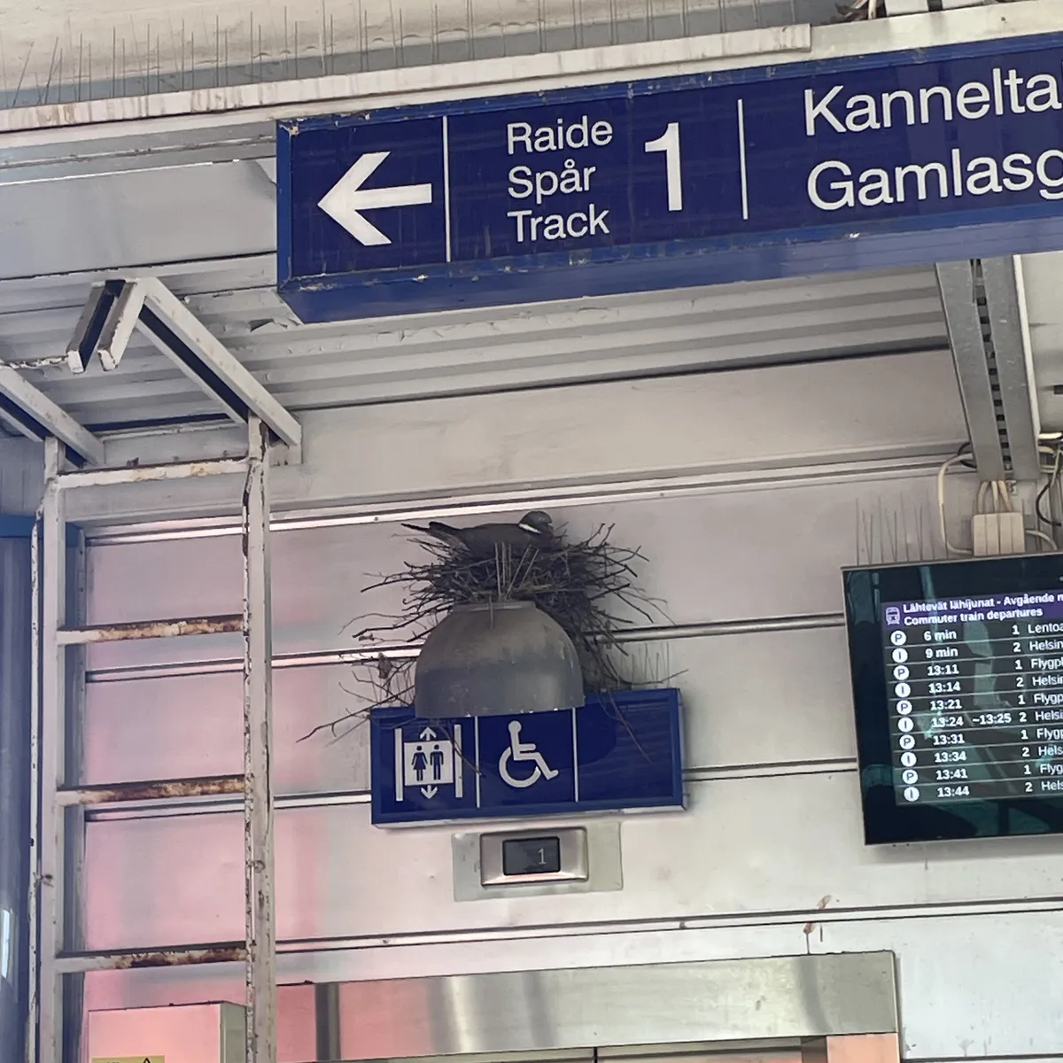 20251105-KannelmakiPigeon