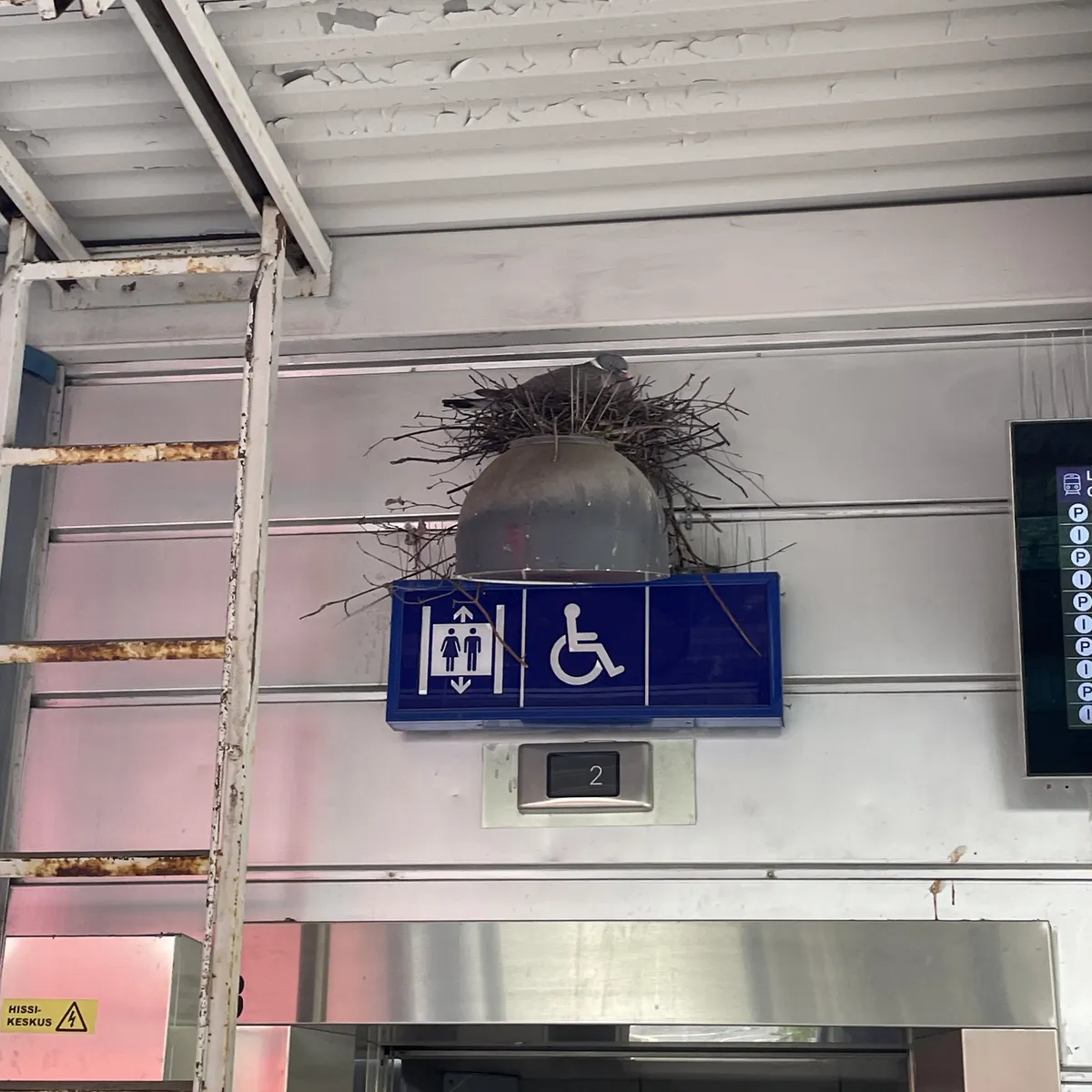 20251105-KannelmakiPigeon3