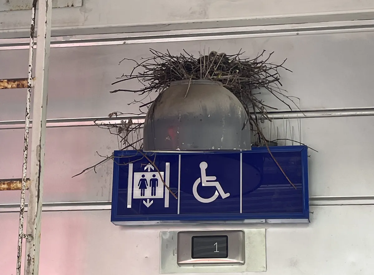 20251105-KannelmakiPigeon4