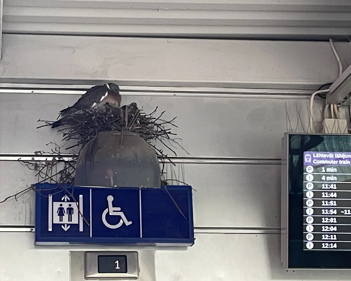 20251105-KannelmakiPigeon5