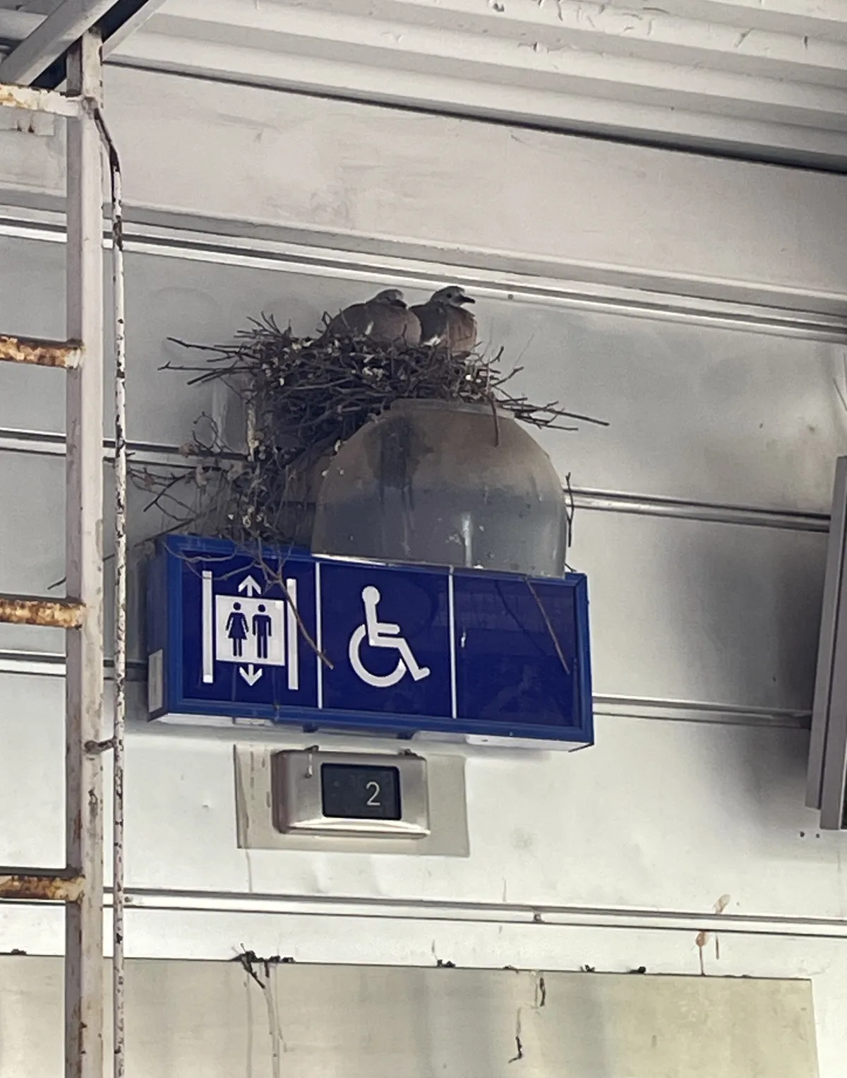 20251105-KannelmakiPigeon6