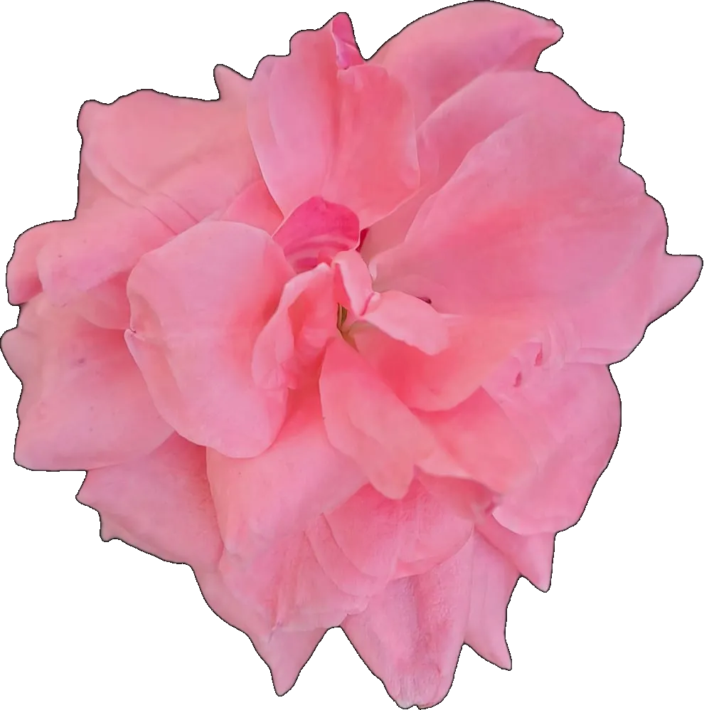 openrose