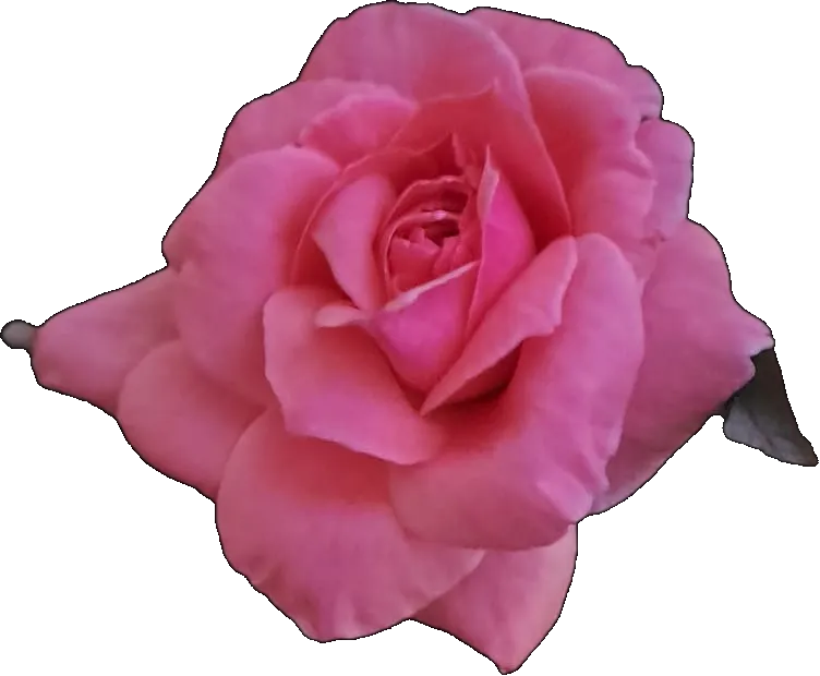 bloomingrose