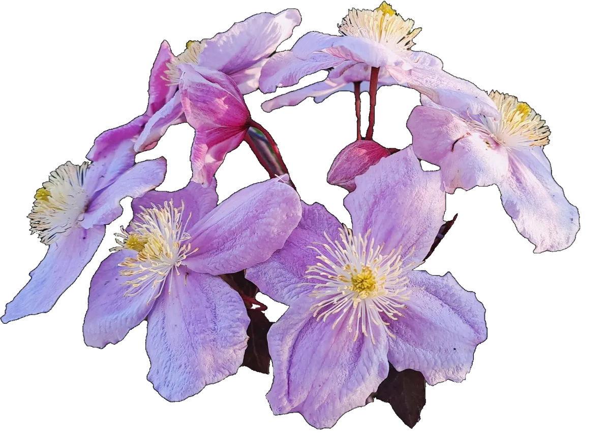 clematis