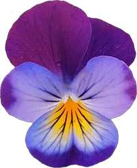 pansy