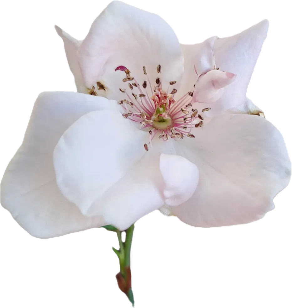 rose