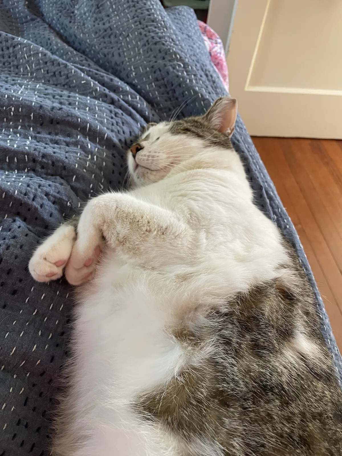 A patchy dark and white short-haired cat sprawled on a blue sofa