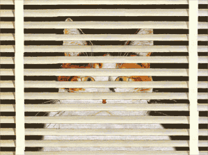 window cat